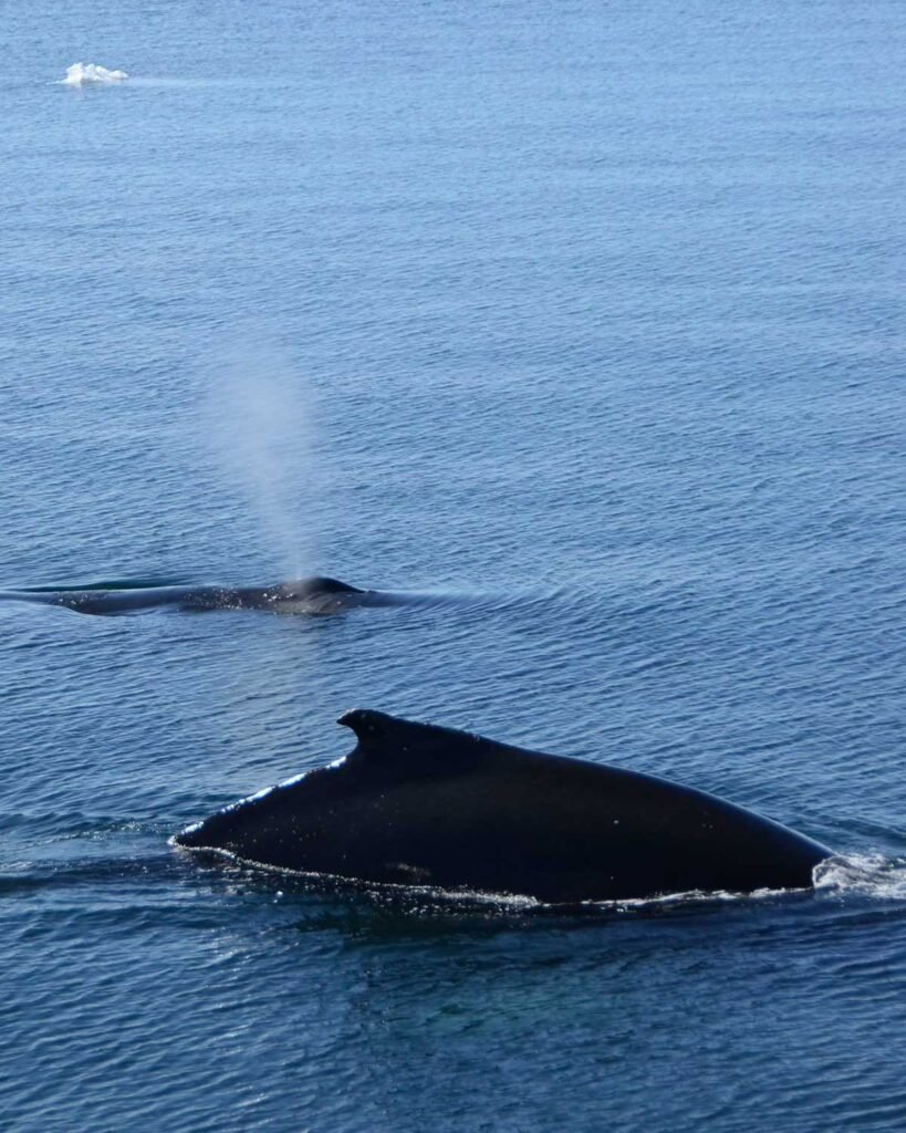 Ballena Jorobada Ballena Jorobada