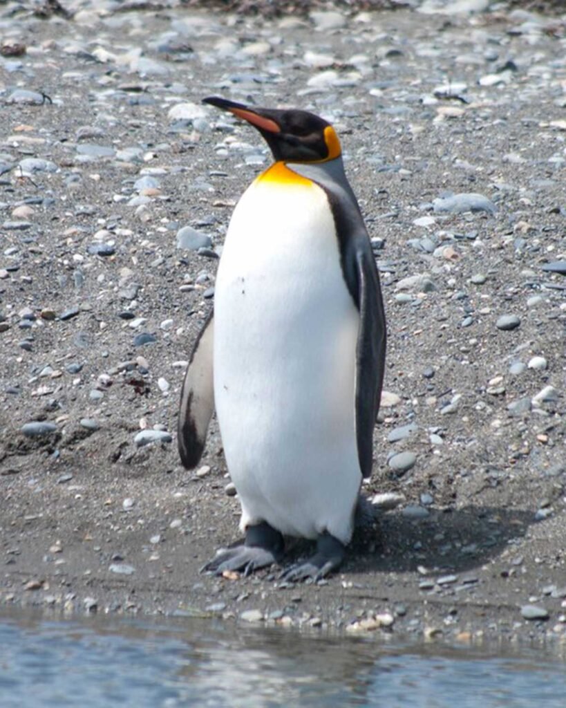 Pingüino rey Pingüino rey