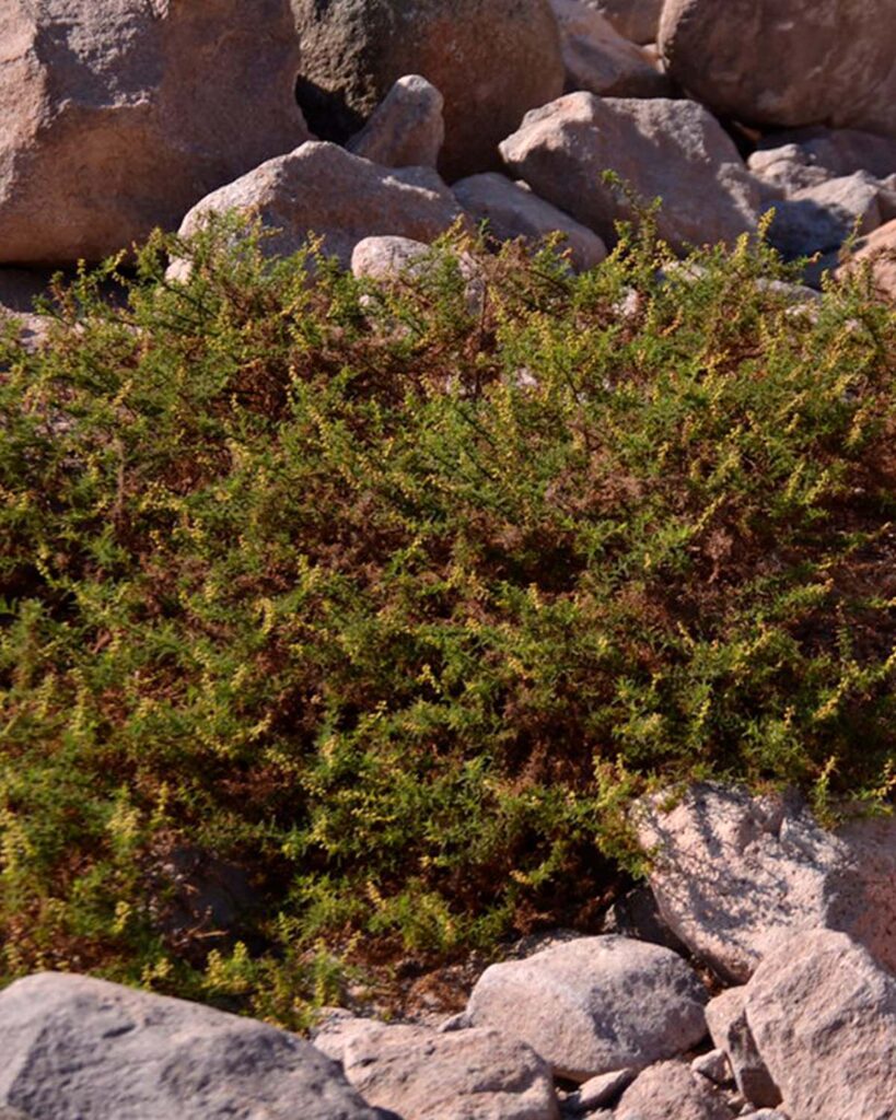 Ambrosia Artemisioides Ambrosia Artemisioides