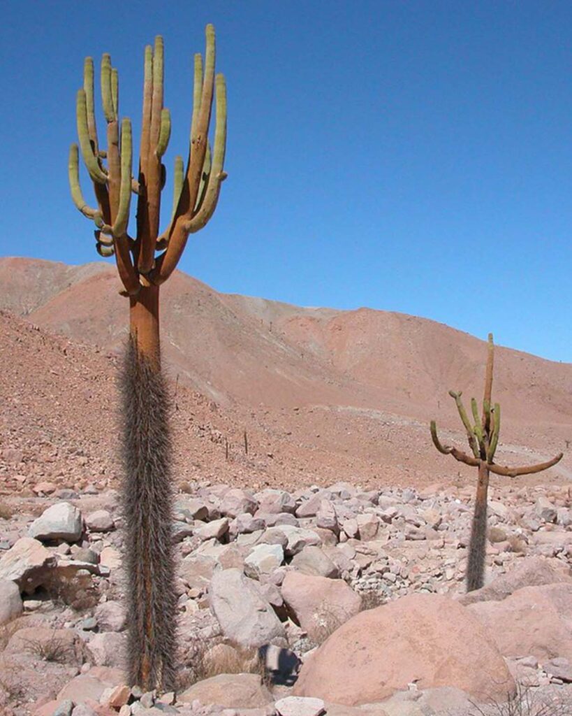 Cactus Candelabro Cactus Candelabro