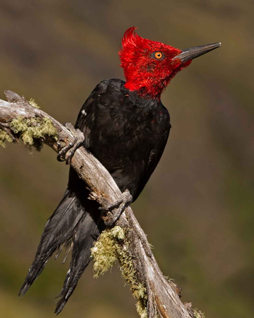 Carpintero Negro