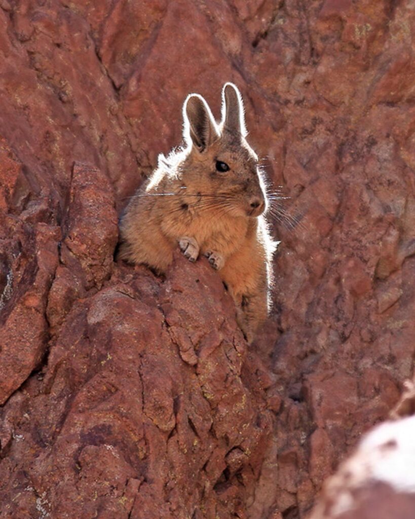 Chinchillón, Fauna de la Región de Valparaiso