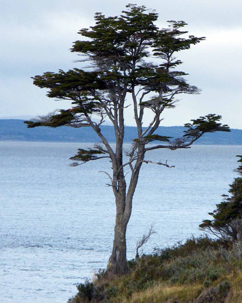 Coigüe de Magallanes Coigüe de Magallanes