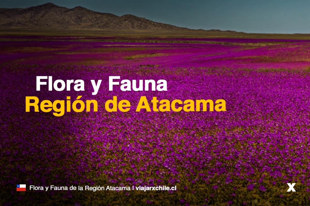 Flora y Fauna de la Región de Atacama