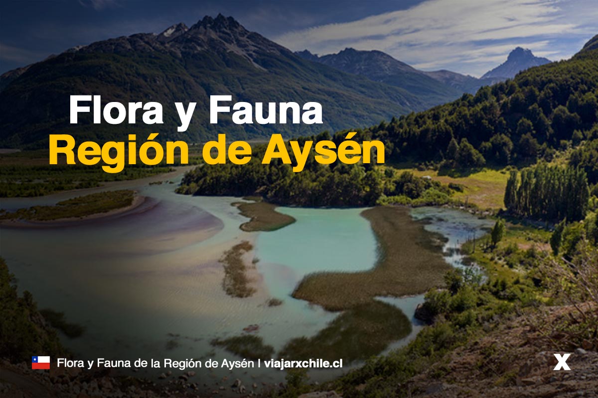 Flora y fauna de la Región de Aysén