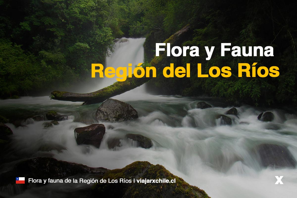 Flora y Fauna de la Región de Los Rios Chile