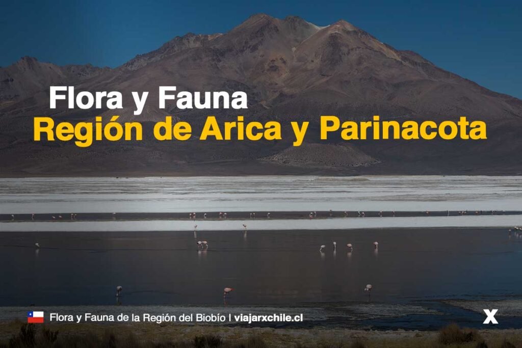 Flora y Fauna de la Región de Arica y Parinacota
