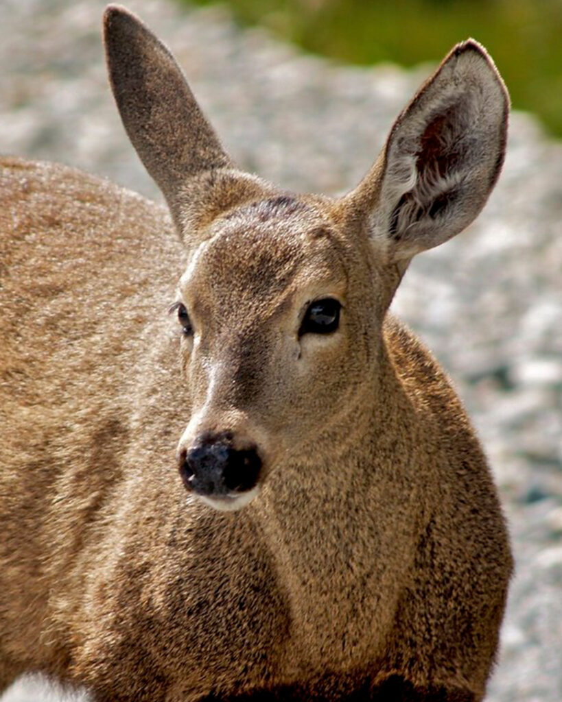Huemul Huemul