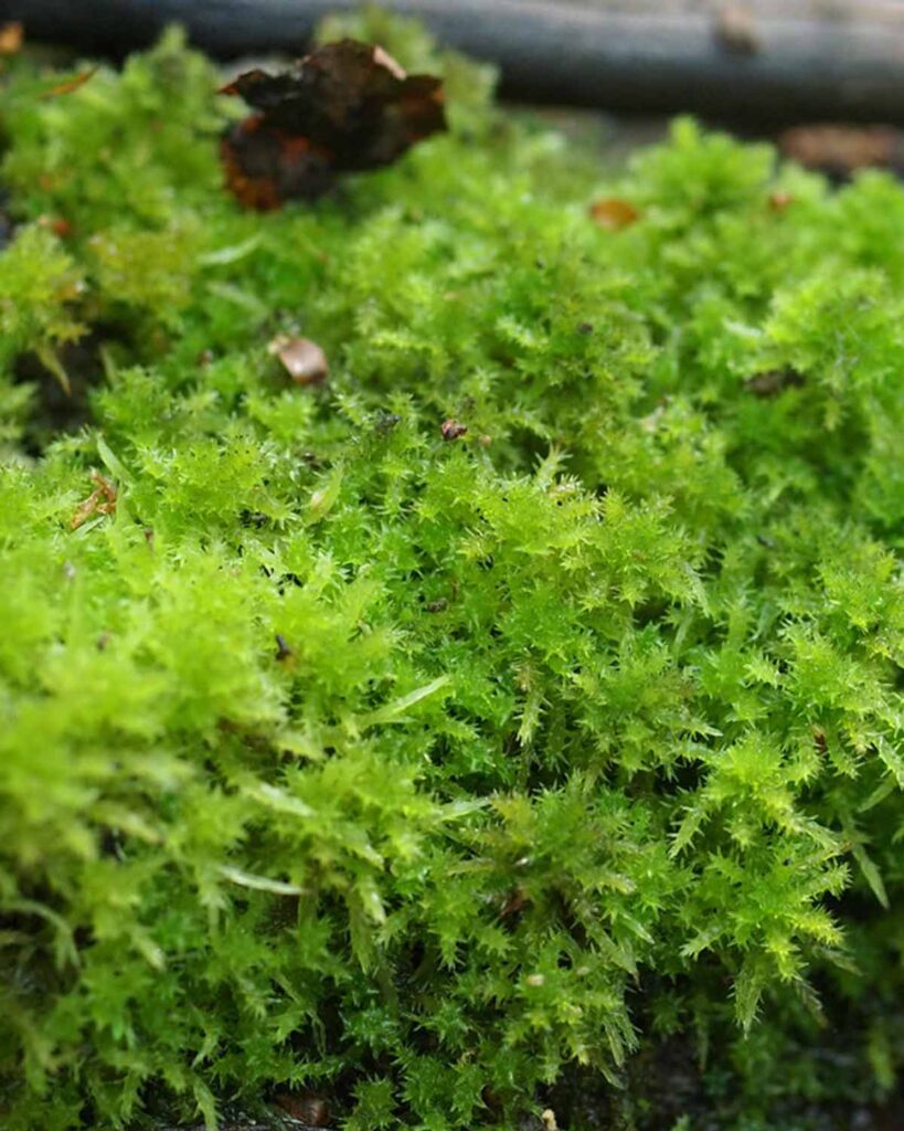 Sphagnum Sphagnum