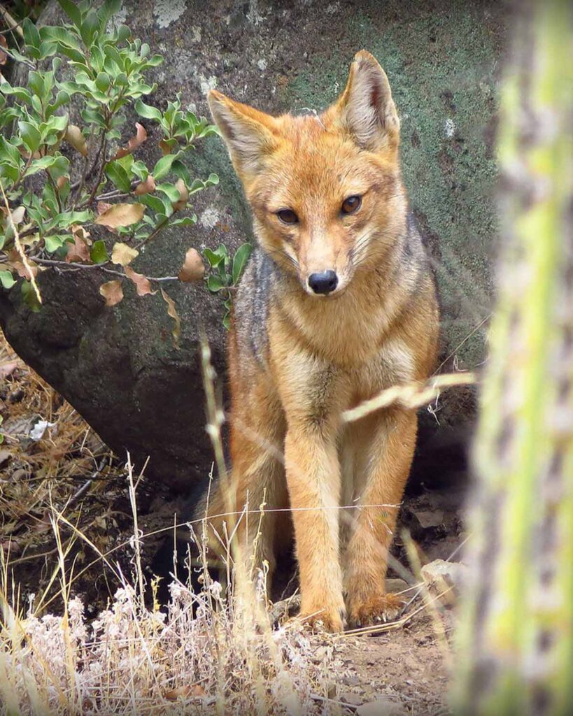 Zorro Culpeo, Fauna de La Quinta Región