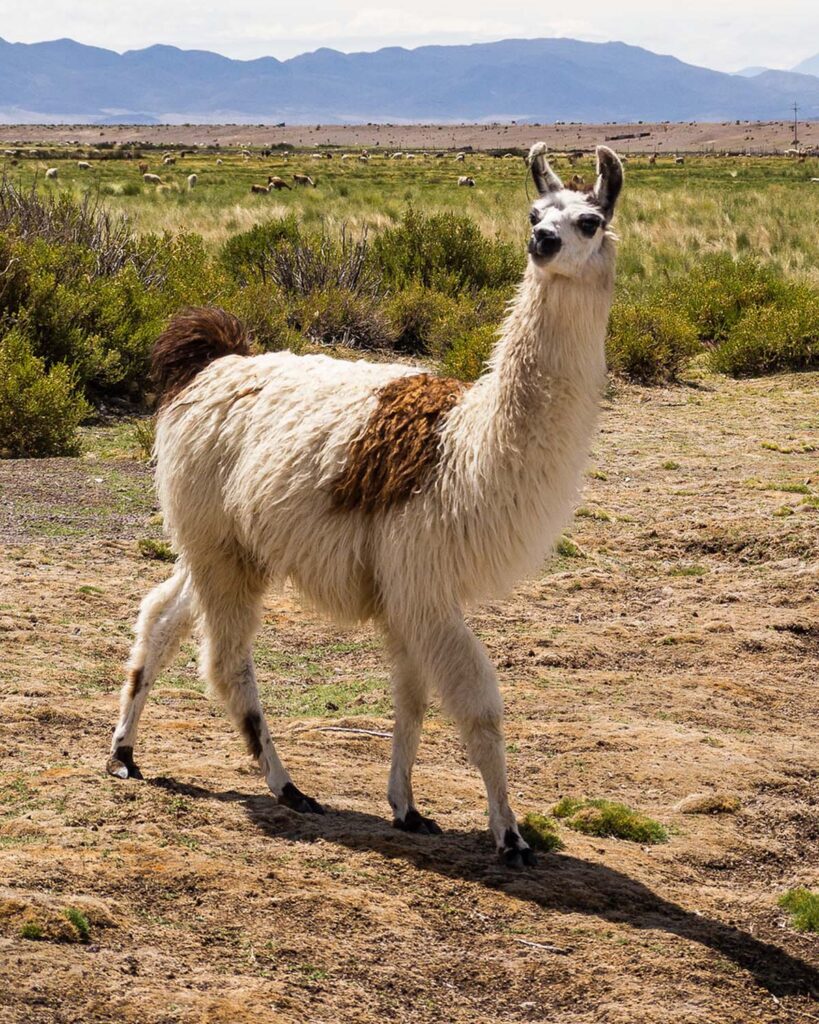 Alpaca Alpaca