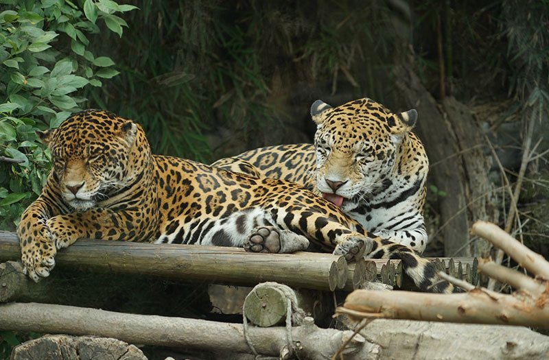 Animales del Buin Zoo Animales del Buin Zoo