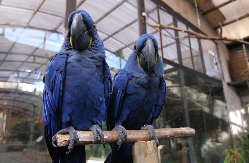 Nuevos animales del Buin Zoo Guacamayo Jacinto Nuevos animales del Buin Zoo Guacamayo Jacinto
