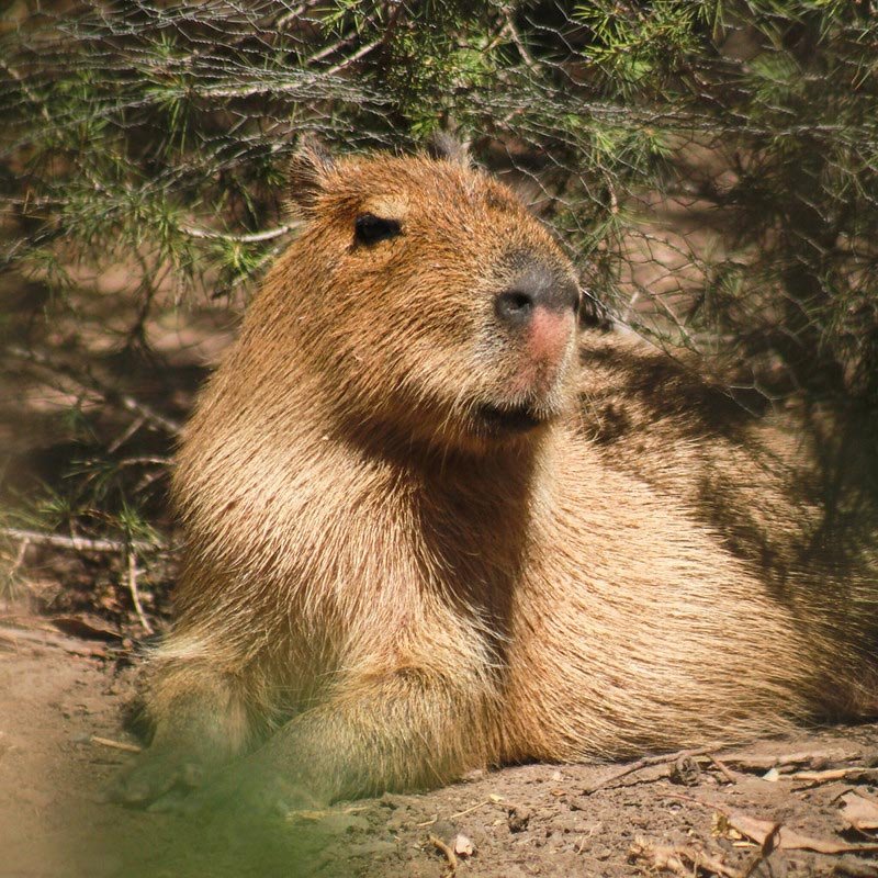 buin zoo capibaras buin zoo capibaras