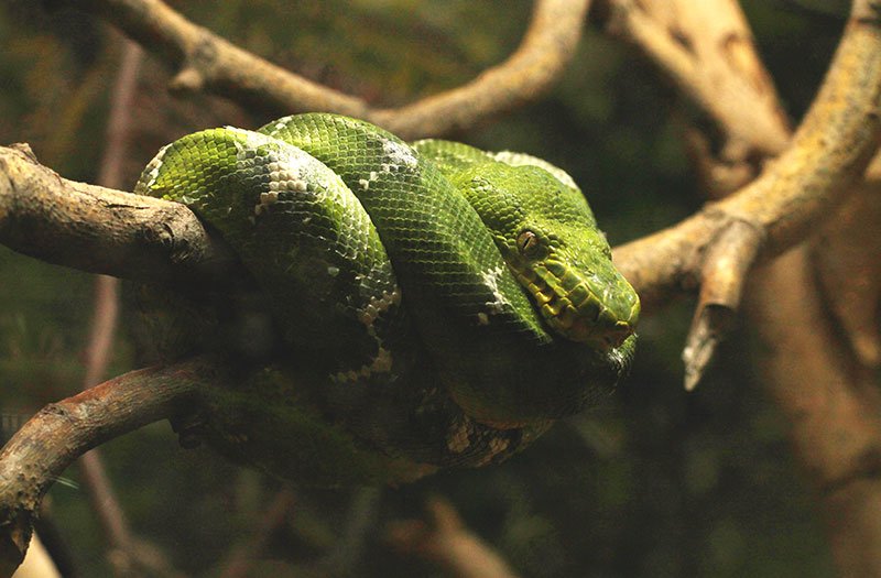 Serpientes en Buin Zoo Serpientes en Buin Zoo