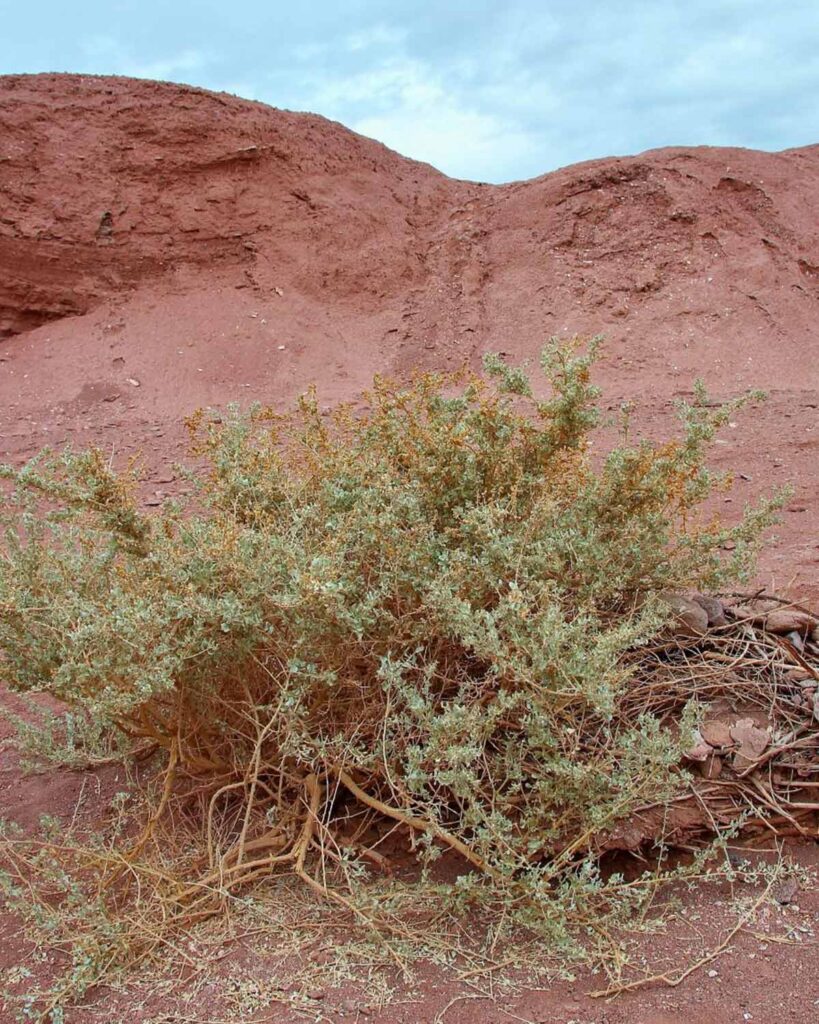 cachiyuyo (Atriplex atacamensis) cachiyuyo (Atriplex atacamensis)