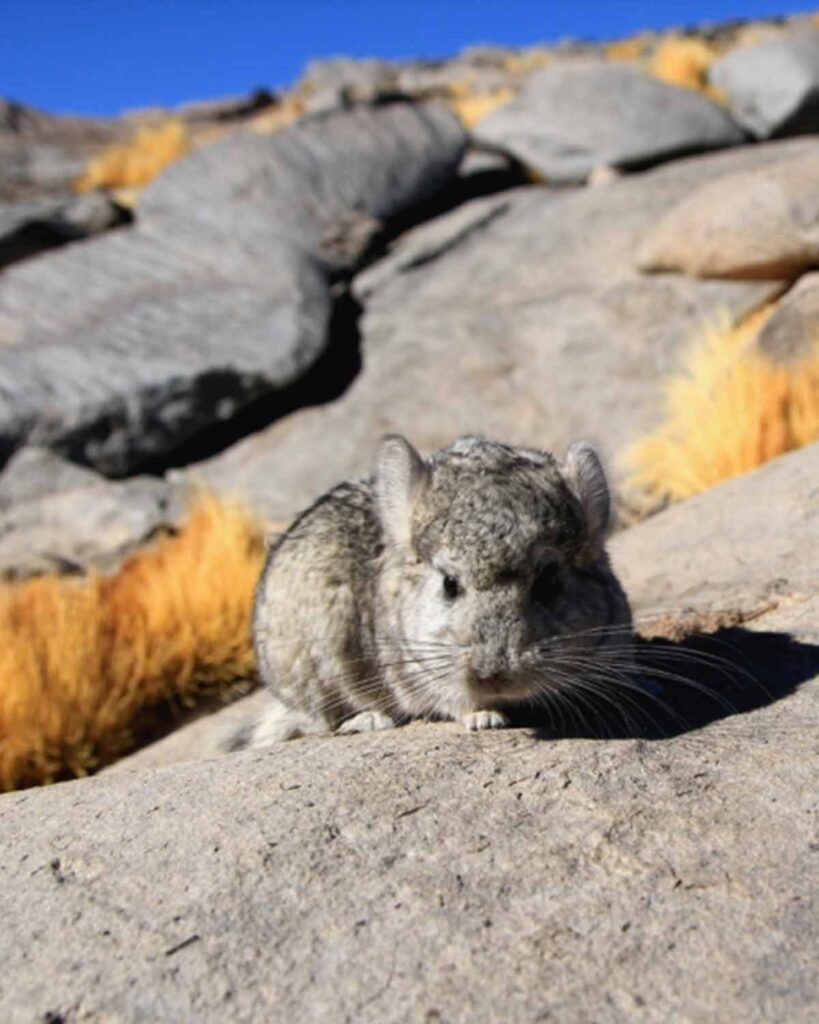 Chinchilla de la puna