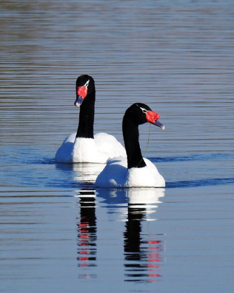 Cisne de cuello negro