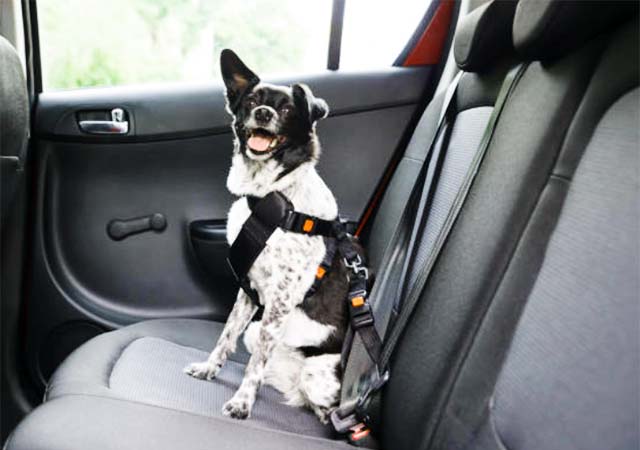 como deben viajar los perros en el auto chile