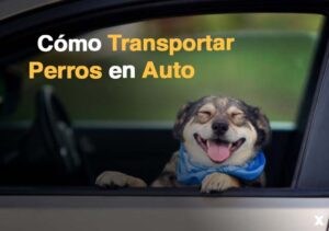 como transportar perros en auto chile