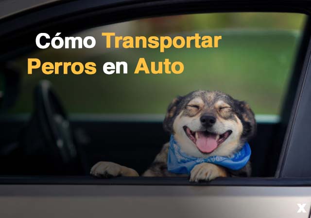 como transportar perros en auto chile