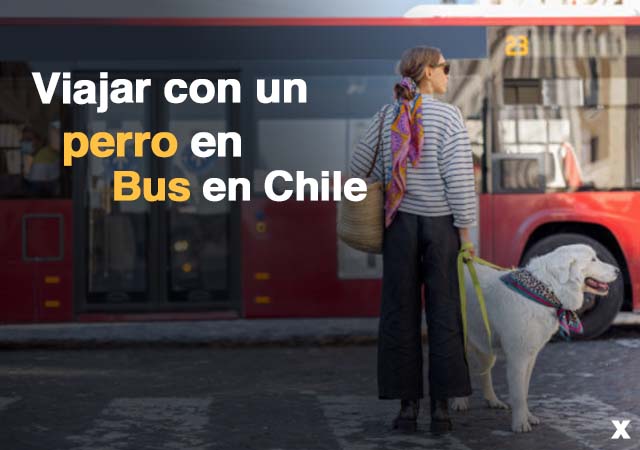 Cómo viajar con un perro en bus en Chile