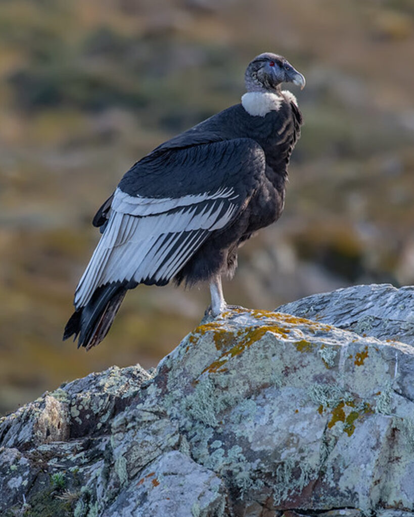Condor Condor