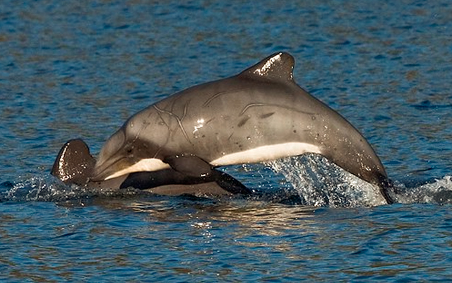 delfines en chile