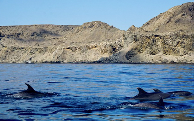 delfines en punta de choros