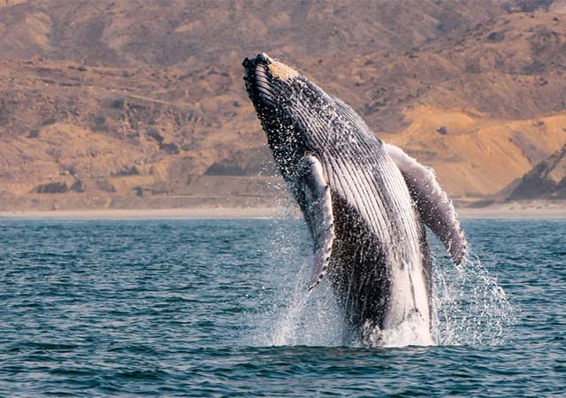 Dónde ver Ballenas en Chile - Lugares y Temporadas