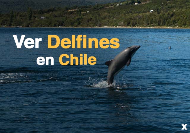 donde ver delfines en chile