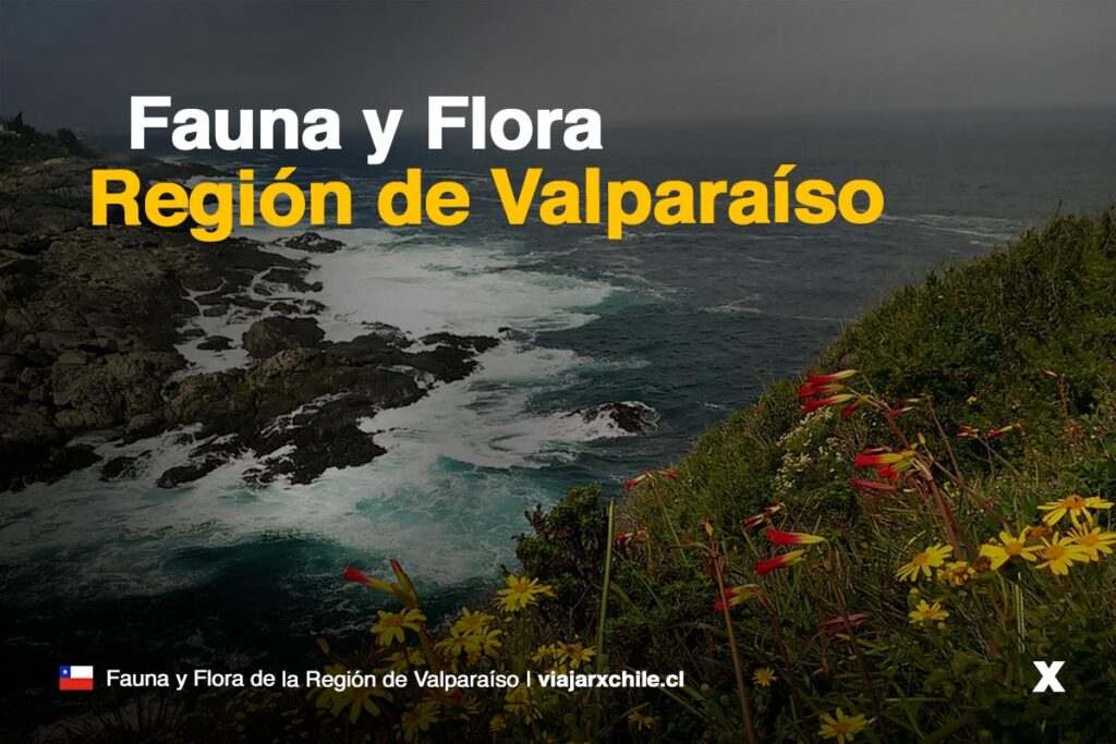 Flora y Fauna de la Región de Valparaiso, Chile