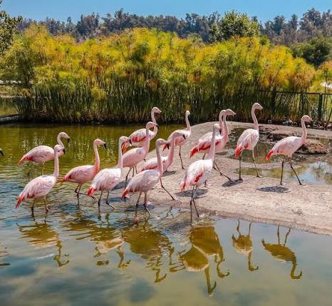 Laguna de flamencos Parque Bicentenario de Vitacura Laguna de flamencos Parque Bicentenario de Vitacura