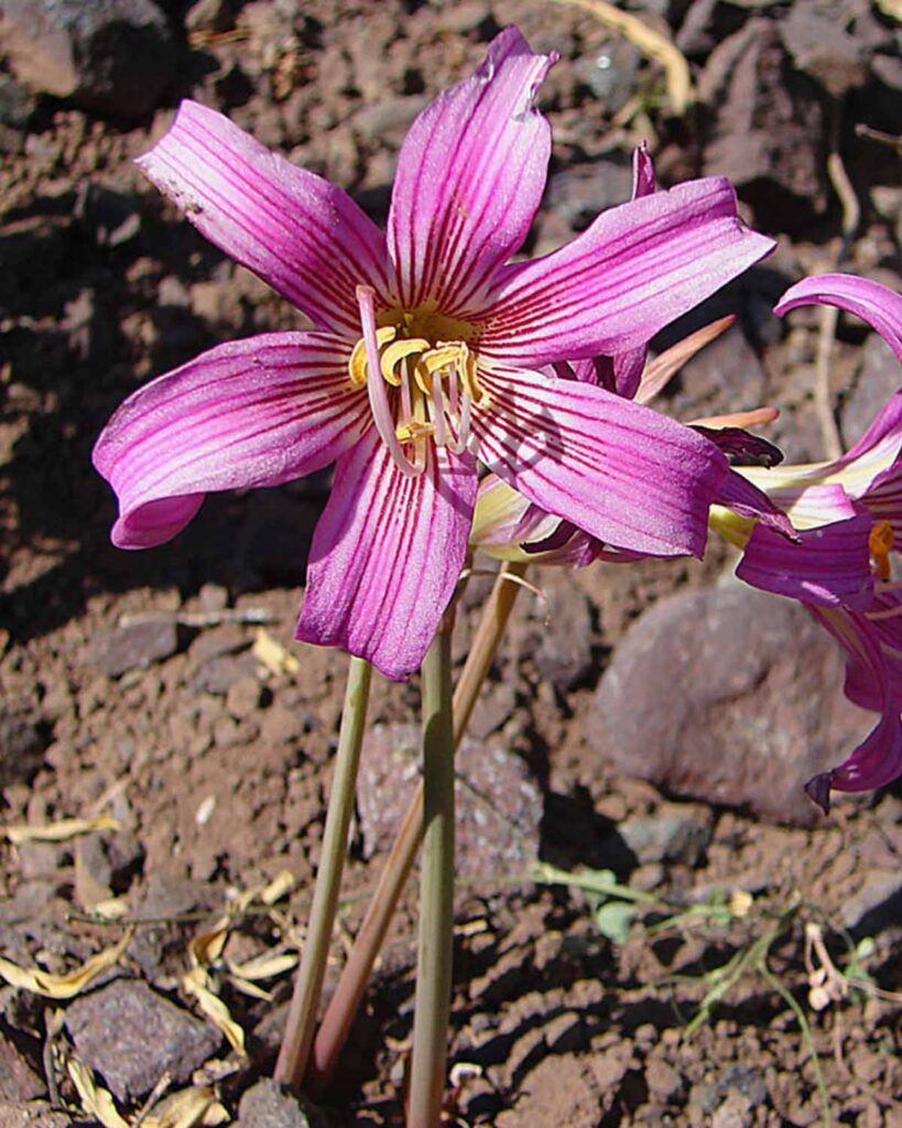 Flor del Sol - Desierto Florido Atacama Flor del Sol - Desierto Florido Atacama