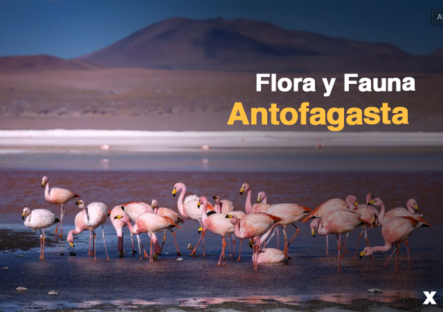 flora y fauna de Antofagasta