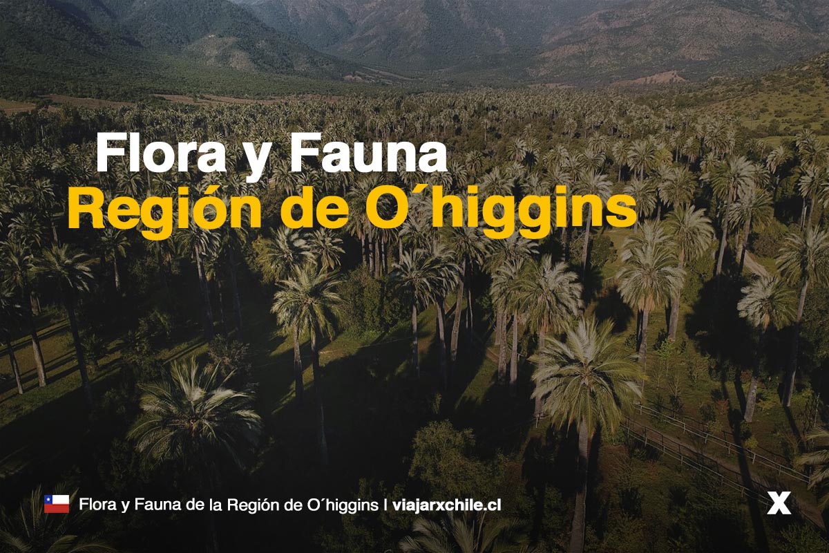 Flora y Fauna de la Región de O'Higgins
