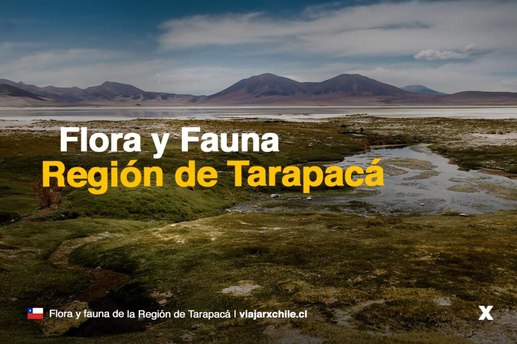 Flora y fauna de la Región de Tarapacá Flora y fauna de la Región de Tarapacá