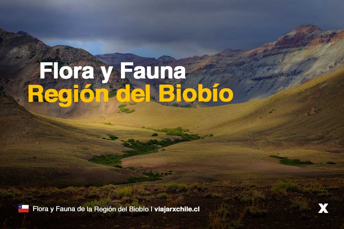 Flora y Fauna de la Región del Biobío