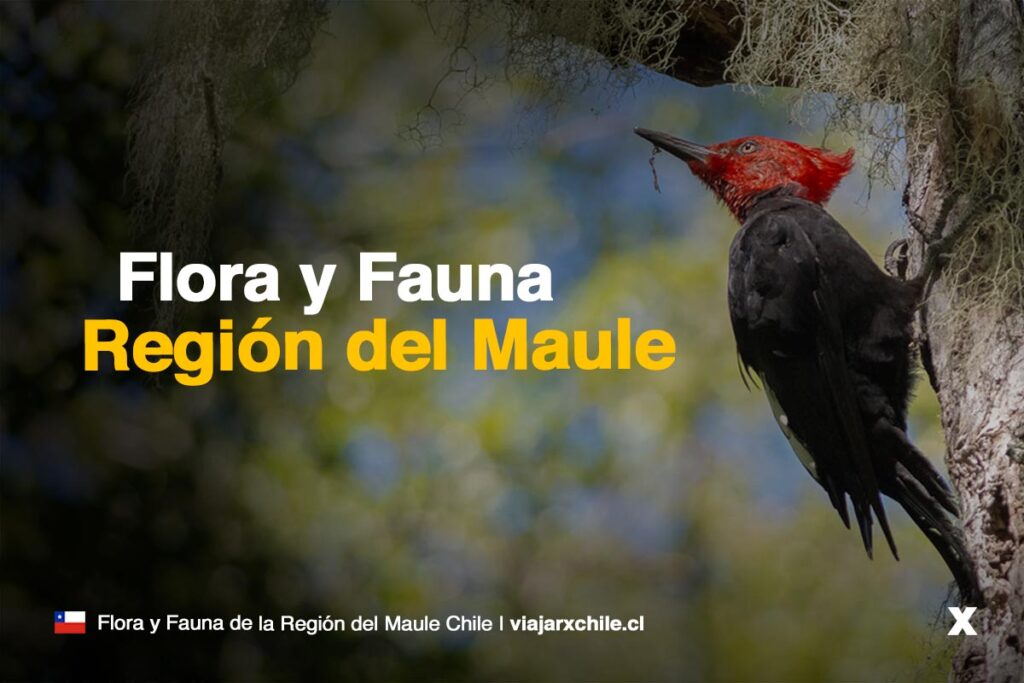 Flora y Fauna de la Región del Maule