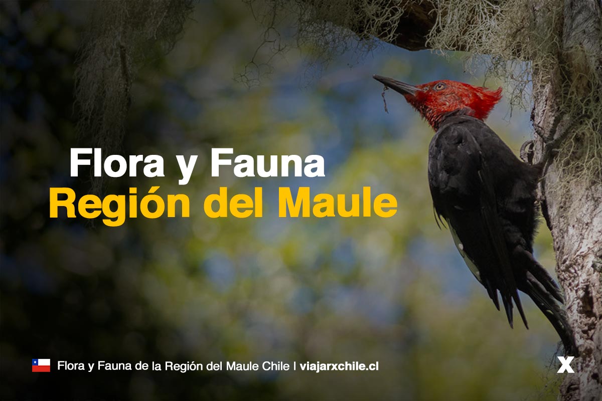 Flora y Fauna de la Región del Maule