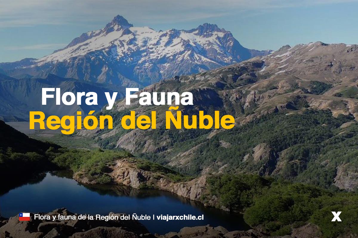 flora y fauna de la region del ñuble