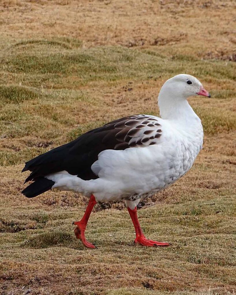 Guallata Guallata