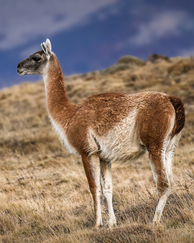 Guanaco