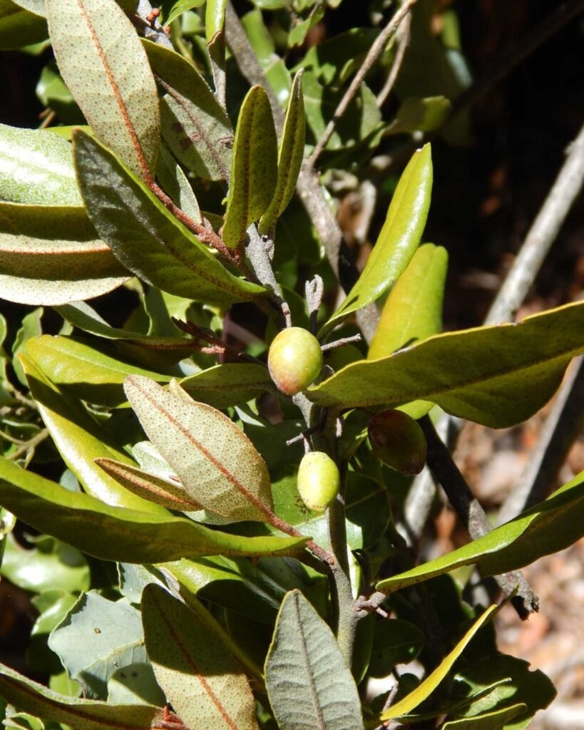 olivillo