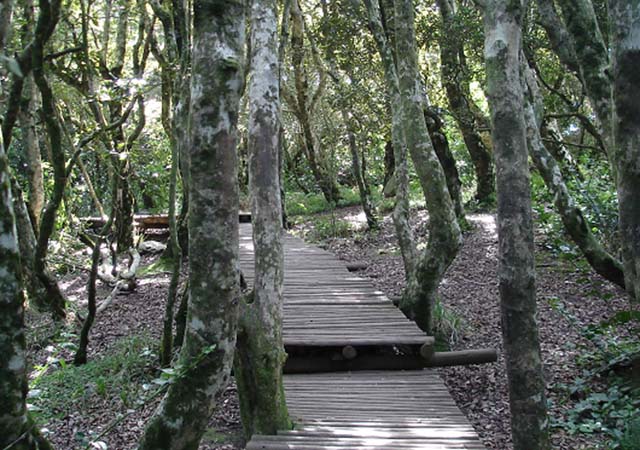 Parque Nacional Bosque Fray Jorge