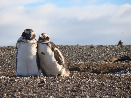 Pinguinos Isla Magdalena -Foto: Franco Canepa