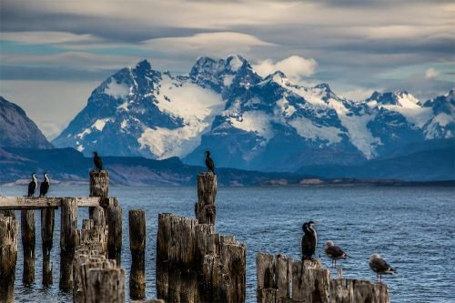 Aves Puerto Natales - Foto: Maria Emilia Perez
