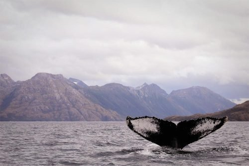 Ballena Magallanes - Foto: Delaney Van