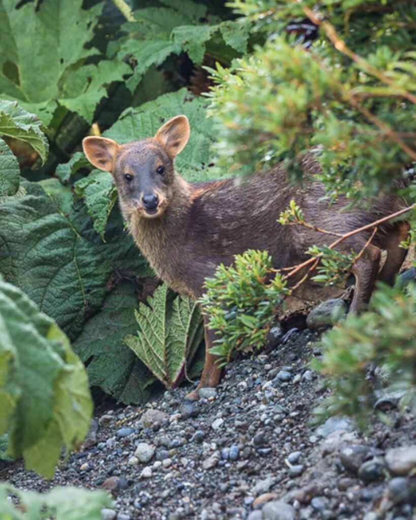 Pudú