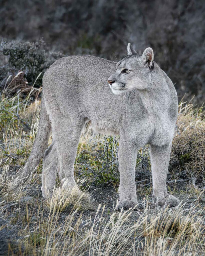 Puma concolor
